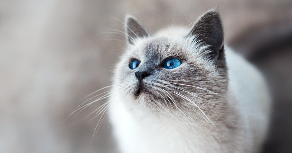 Le-chat-anti-dépression